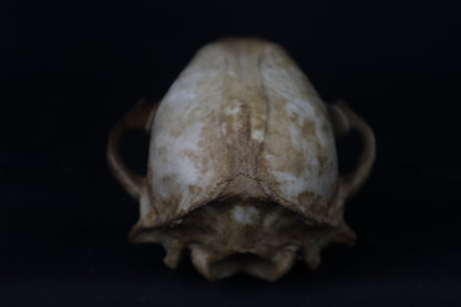 Fyri Stained Raccoon Skull