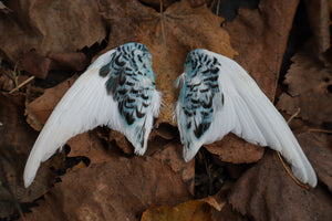 Dry Preserved Parakeet Wings