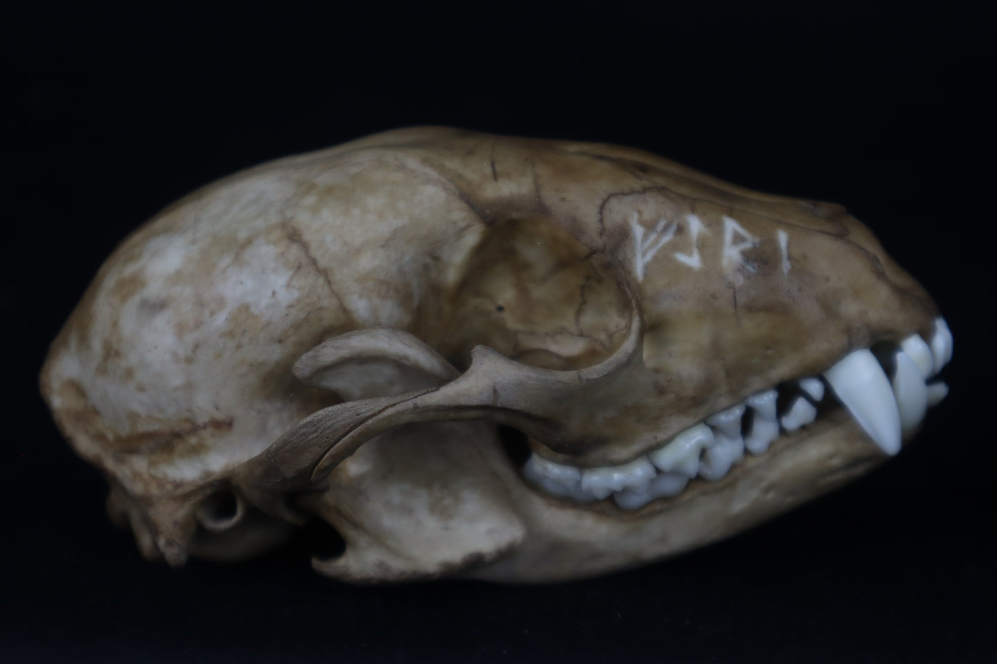 Fyri Stained Raccoon Skull