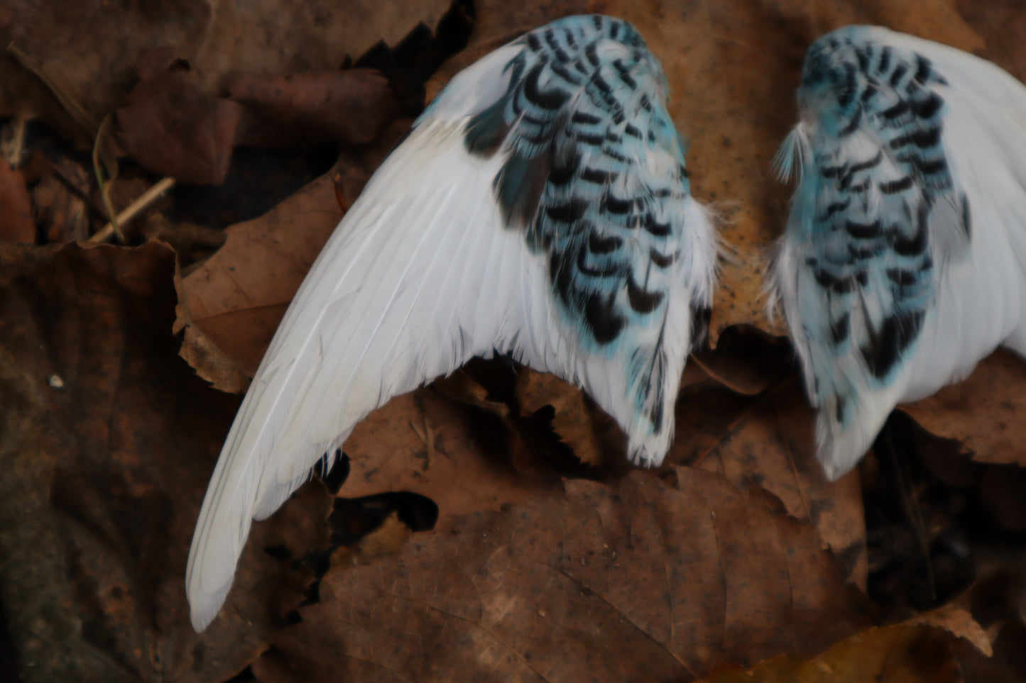 Dry Preserved Parakeet Wings