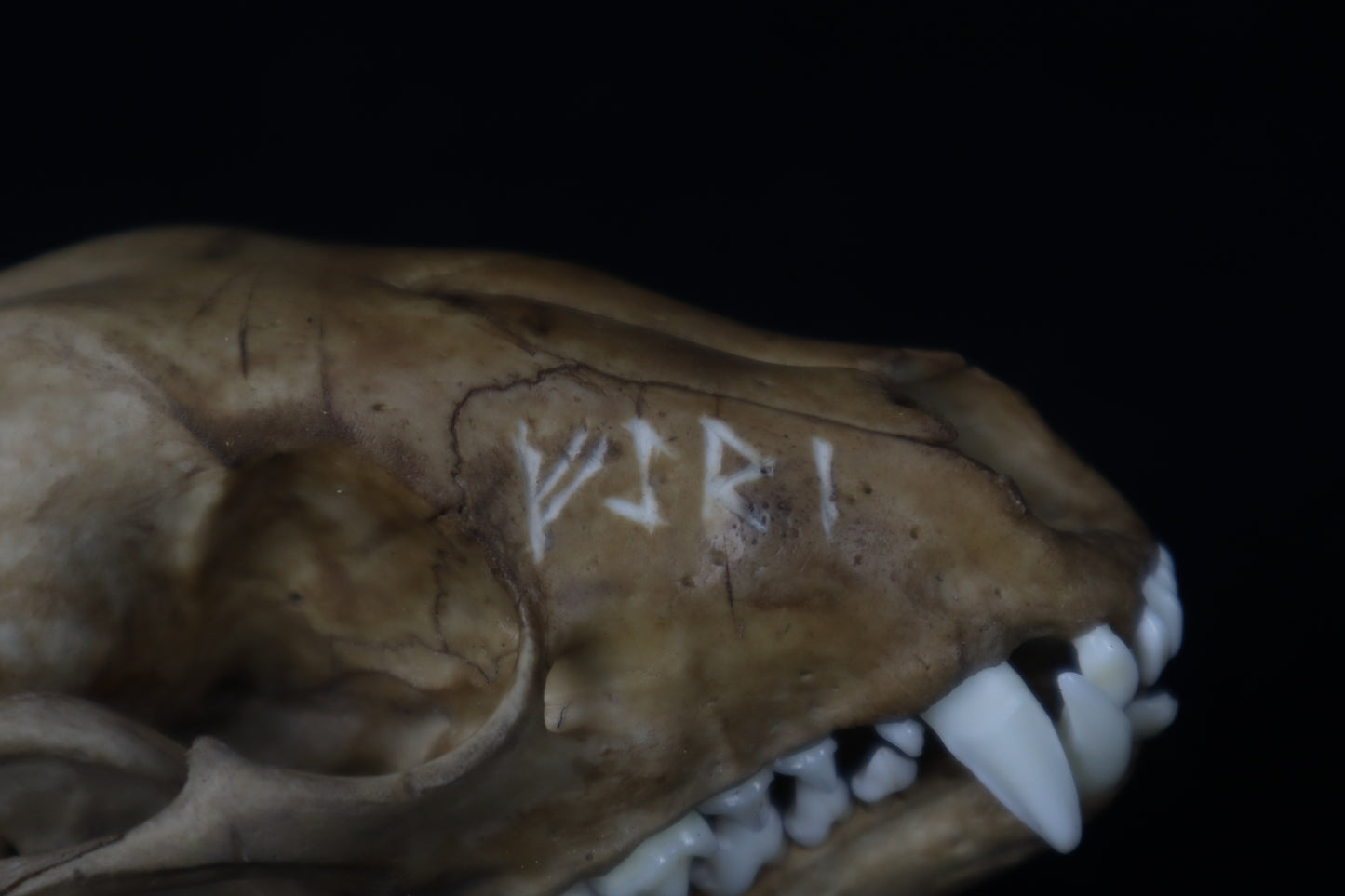 Fyri Stained Raccoon Skull