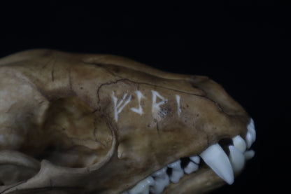 Fyri Stained Raccoon Skull