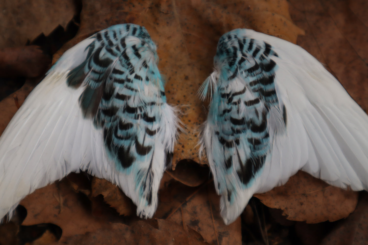 Dry Preserved Parakeet Wings