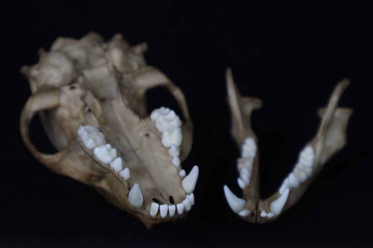 Fyri Stained Raccoon Skull