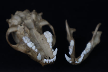 Fyri Stained Raccoon Skull