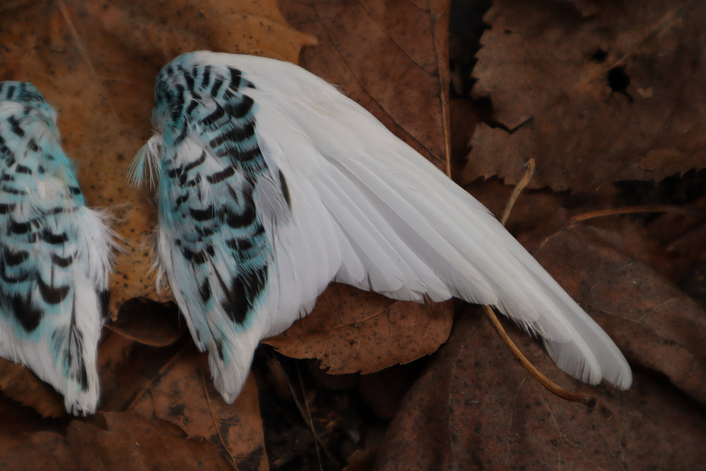 Dry Preserved Parakeet Wings