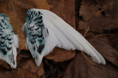 Dry Preserved Parakeet Wings