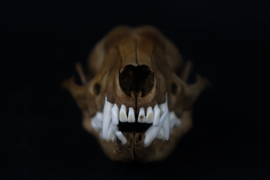 Fyri Stained Raccoon Skull