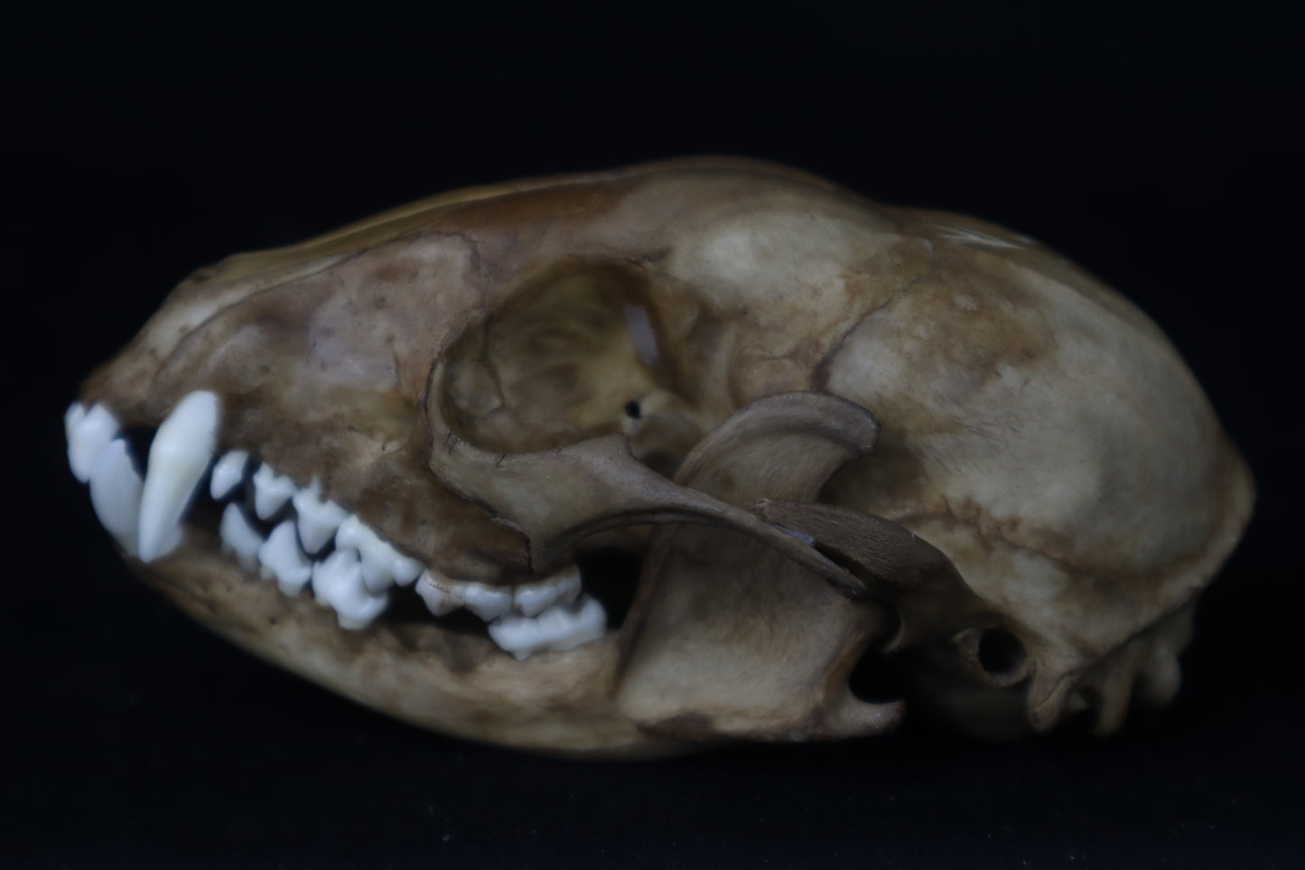 Fyri Stained Raccoon Skull
