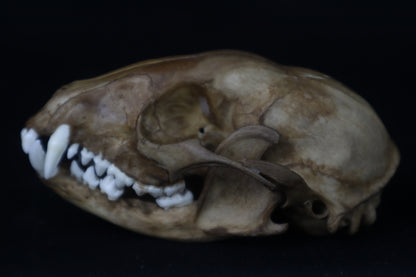 Fyri Stained Raccoon Skull