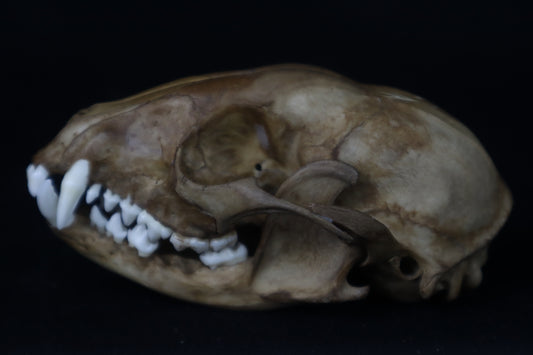 Fyri Stained Raccoon Skull