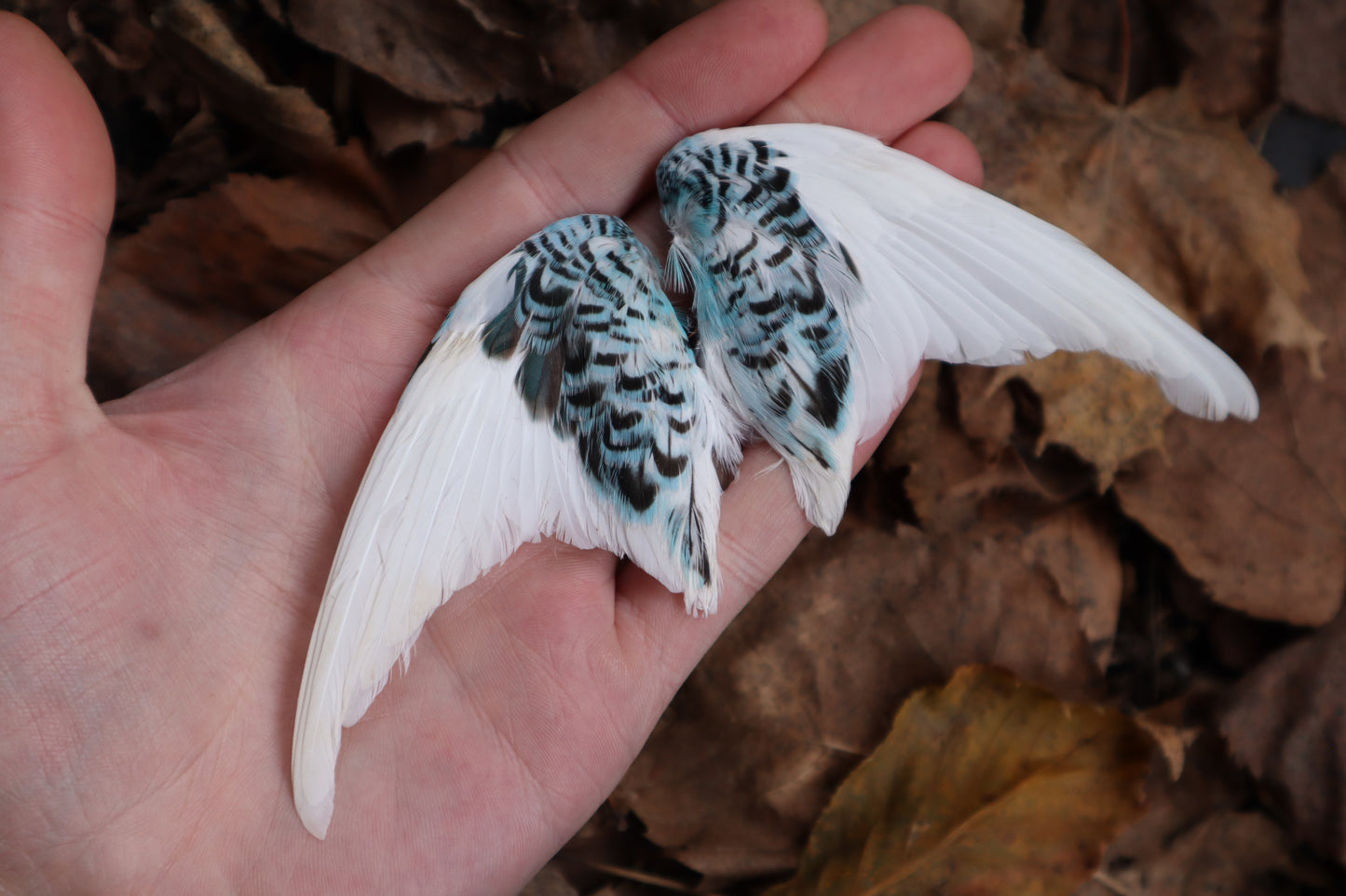Dry Preserved Parakeet Wings