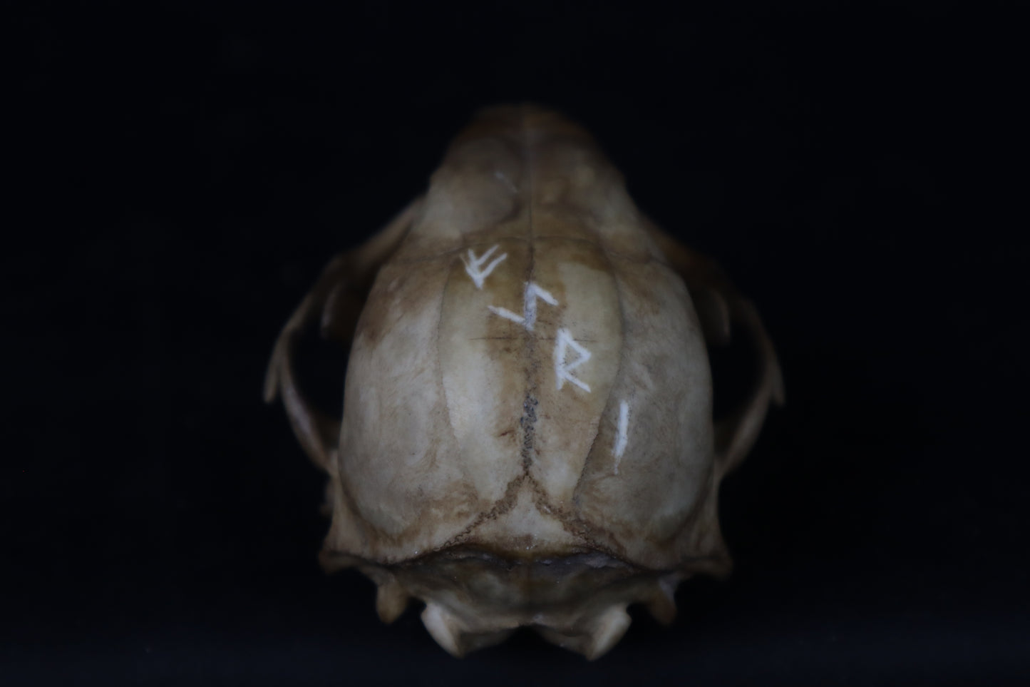 Fyri Stained Raccoon Skull
