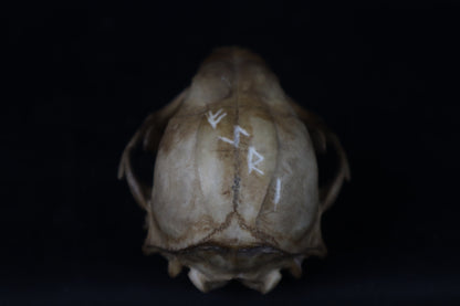 Fyri Stained Raccoon Skull
