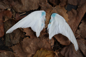 Dry Preserved Parakeet Wings