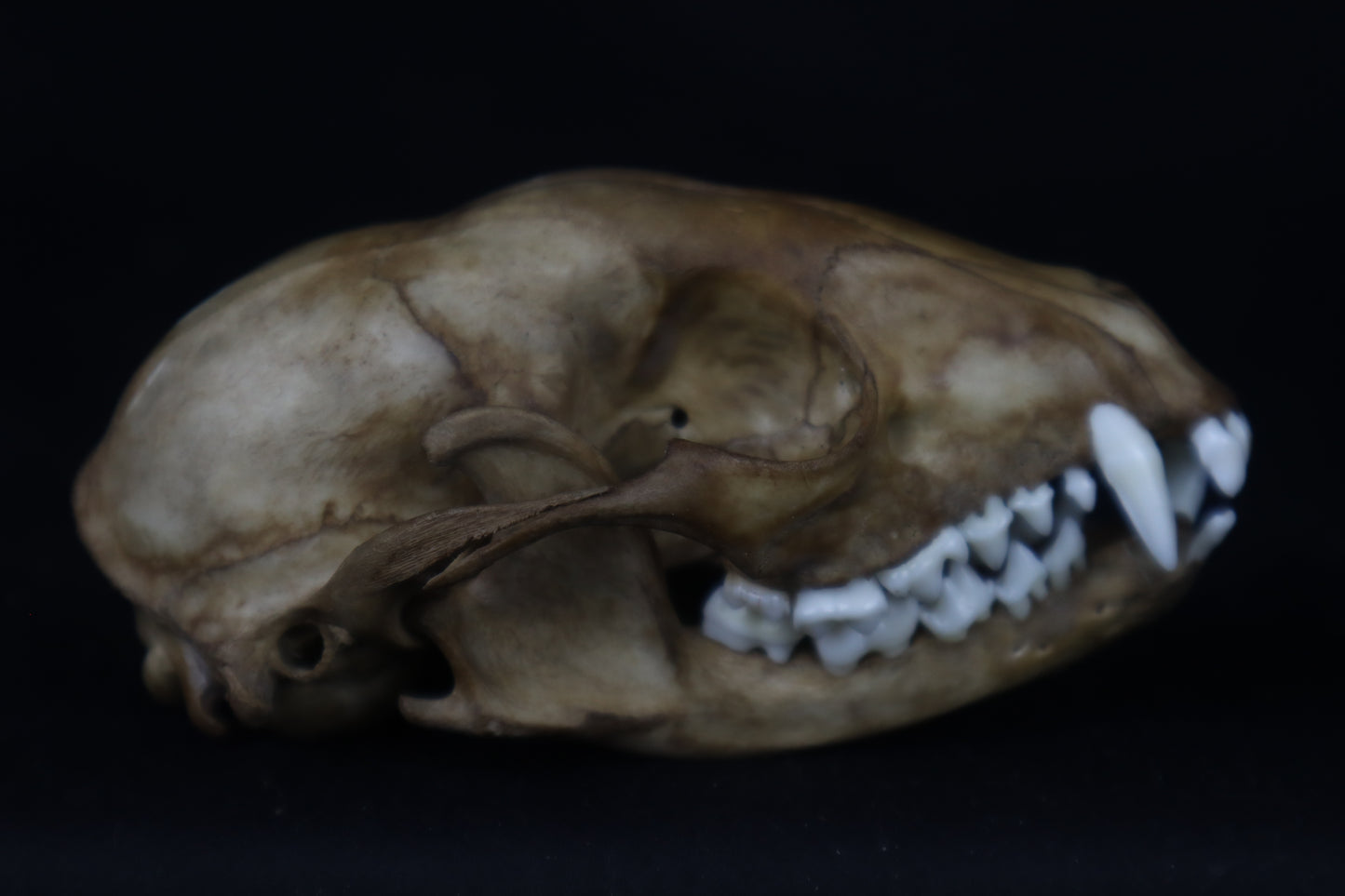 Fyri Stained Raccoon Skull