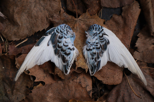 Dry Preserved Parakeet Wings