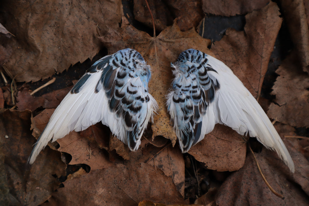 Dry Preserved Parakeet Wings