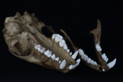 Fyri Stained Raccoon Skull