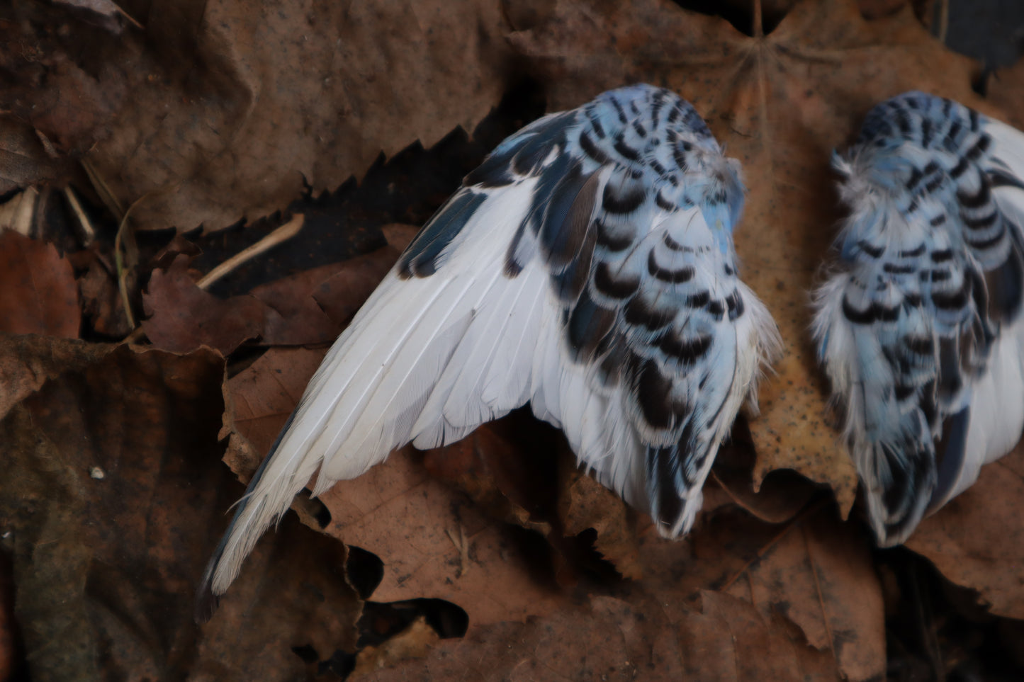 Dry Preserved Parakeet Wings