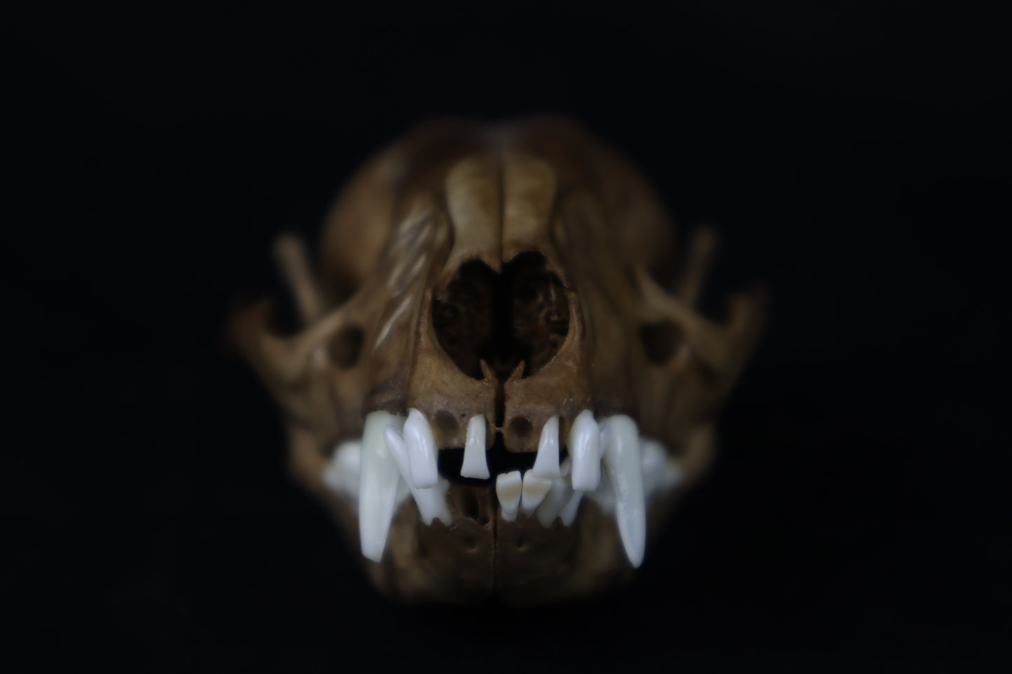Fyri Stained Raccoon Skull