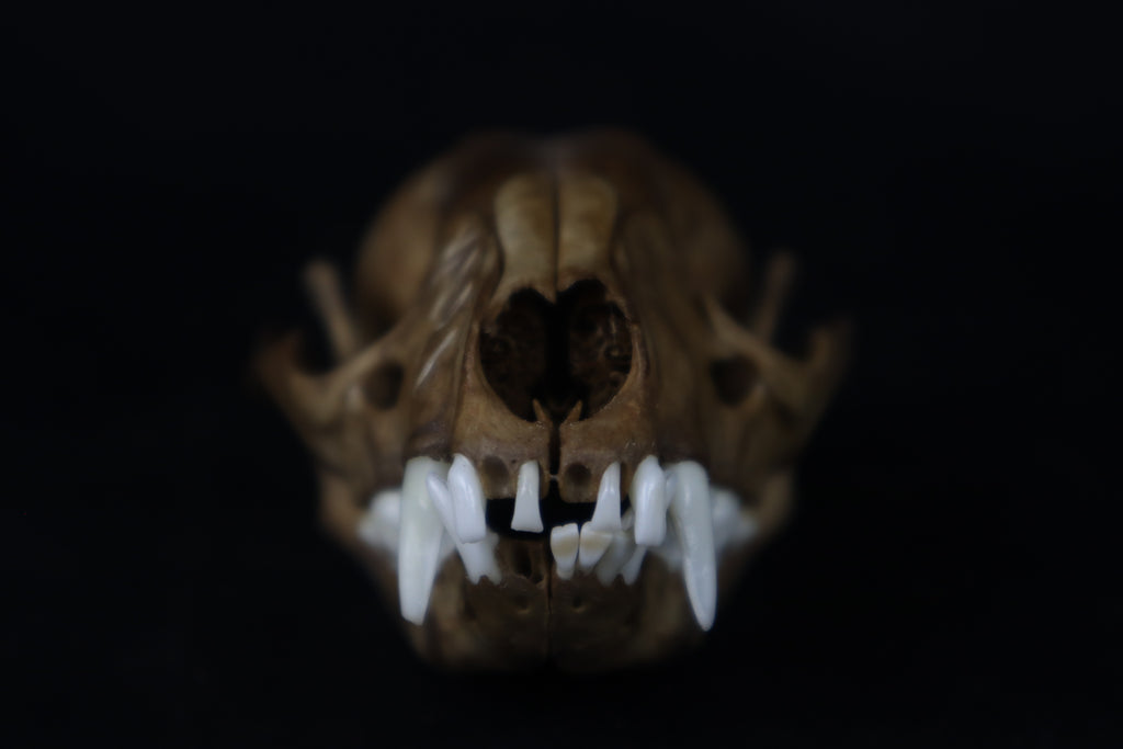 Fyri Stained Raccoon Skull