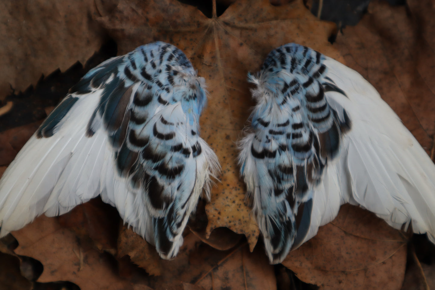 Dry Preserved Parakeet Wings