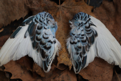 Dry Preserved Parakeet Wings