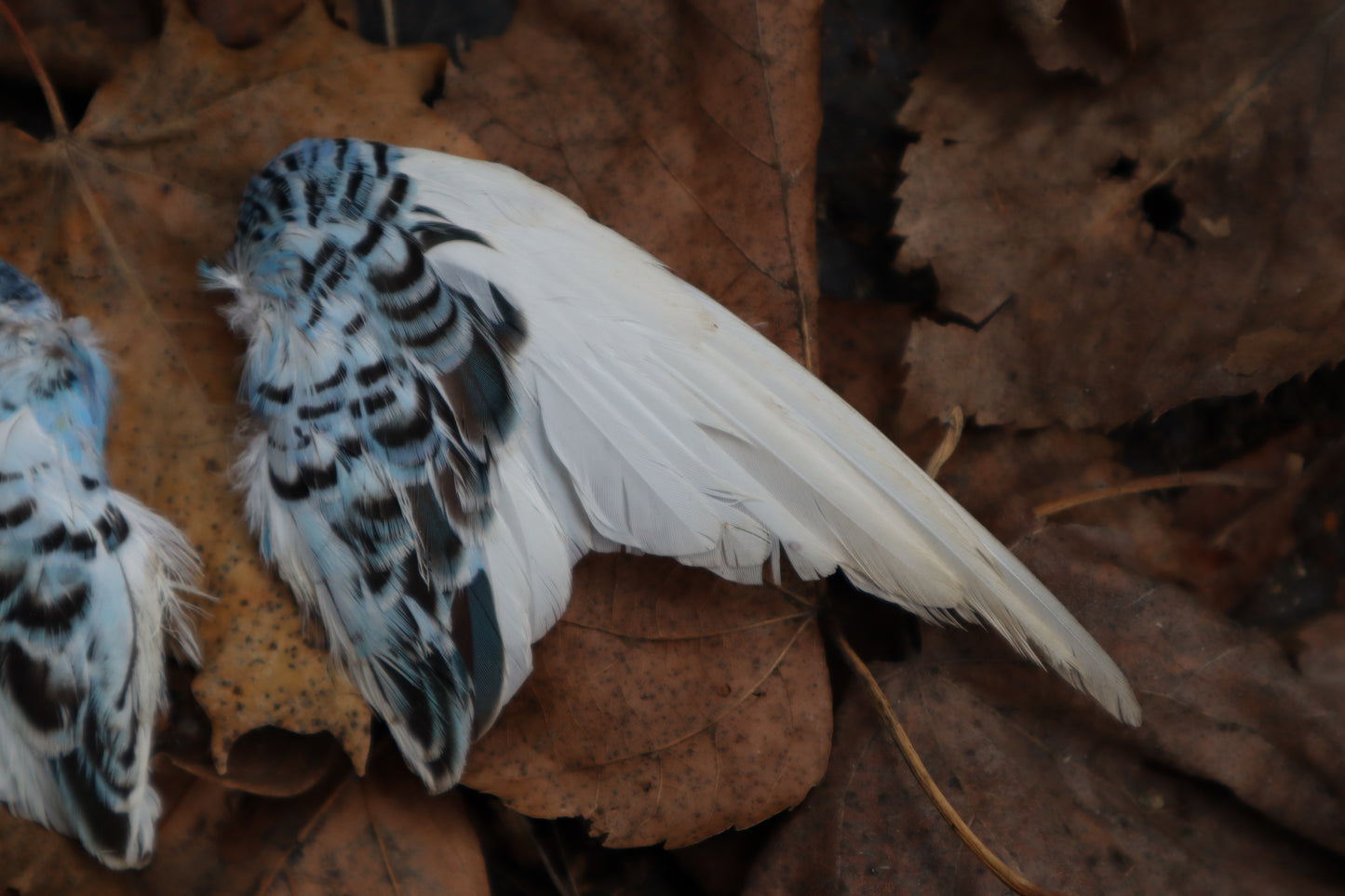 Dry Preserved Parakeet Wings