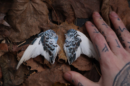 Dry Preserved Parakeet Wings