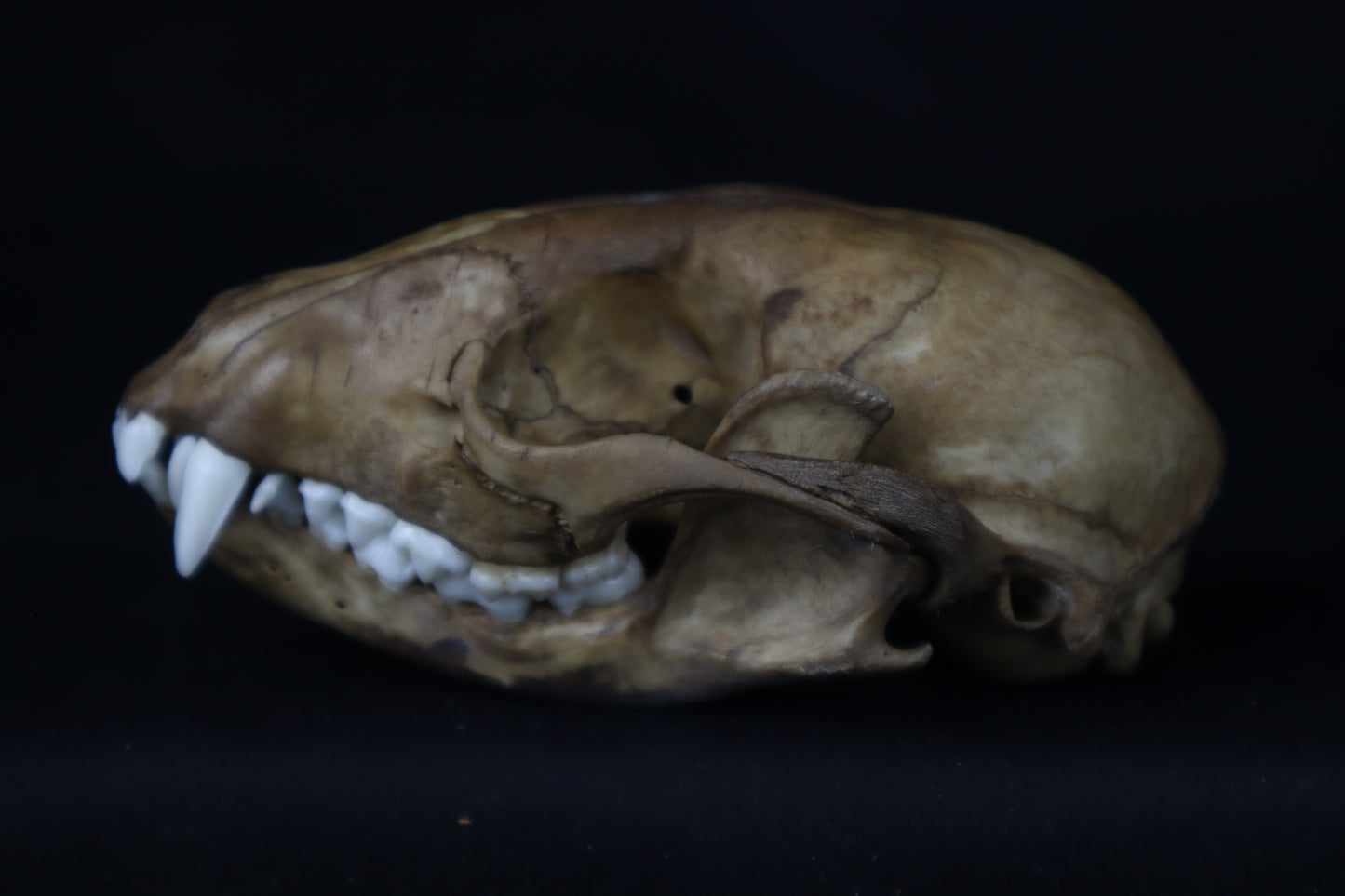 Fyri Stained Raccoon Skull