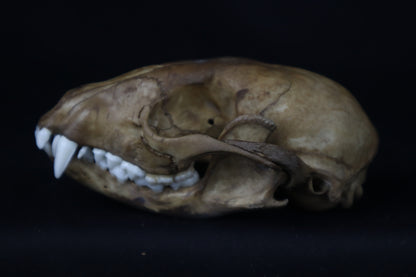 Fyri Stained Raccoon Skull