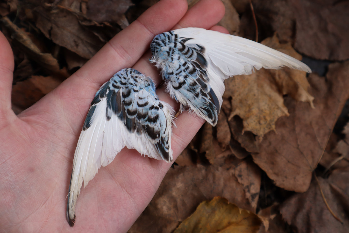 Dry Preserved Parakeet Wings