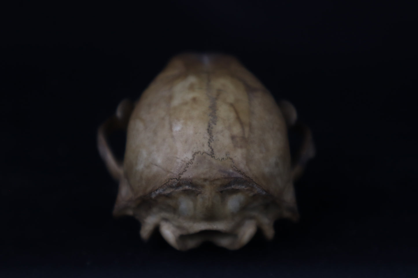 Fyri Stained Raccoon Skull