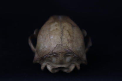 Fyri Stained Raccoon Skull