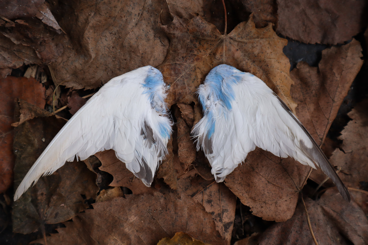 Dry Preserved Parakeet Wings