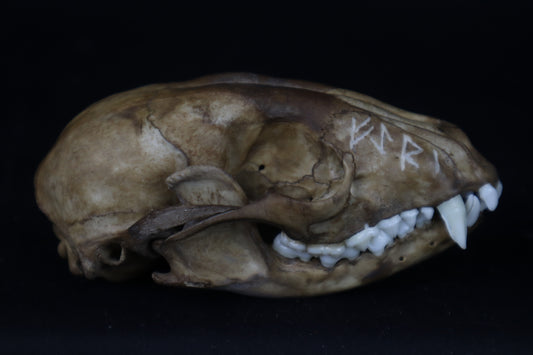 Fyri Stained Raccoon Skull