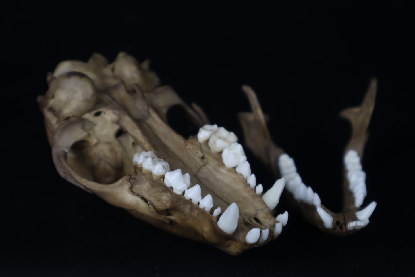 Fyri Stained Raccoon Skull
