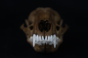 Reserved for Kirstenrushelle - Fyri Stained Raccoon Skull