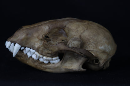 Reserved for Kirstenrushelle - Fyri Stained Raccoon Skull
