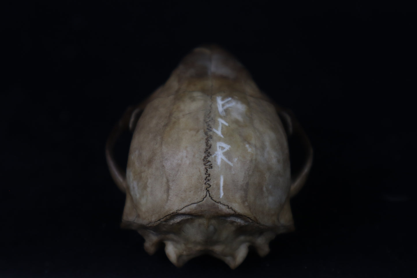 Reserved for Kirstenrushelle - Fyri Stained Raccoon Skull