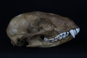 Reserved for Kirstenrushelle - Fyri Stained Raccoon Skull
