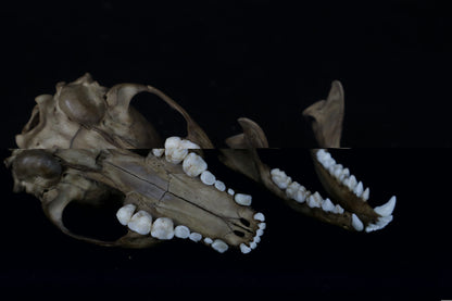 Reserved for Kirstenrushelle - Fyri Stained Raccoon Skull