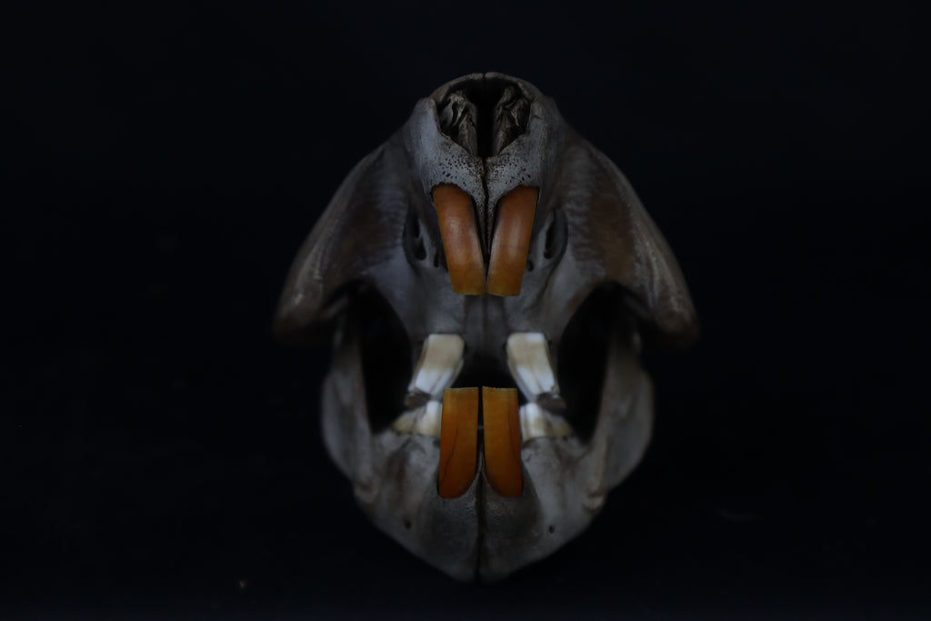 Fyri Stained Beaver Skull