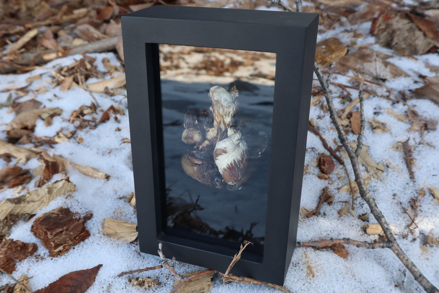 Dry Preserved Raccoon Heart and Lungs
