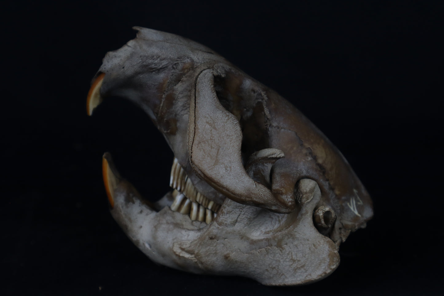 Fyri Stained Beaver Skull