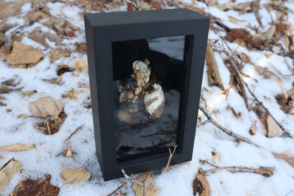 Dry Preserved Raccoon Heart and Lungs