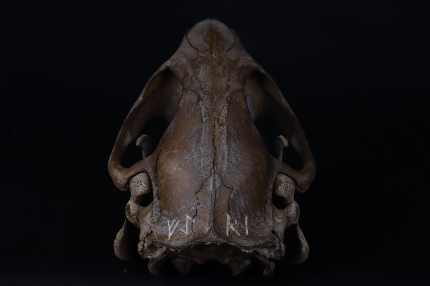 Fyri Stained Beaver Skull