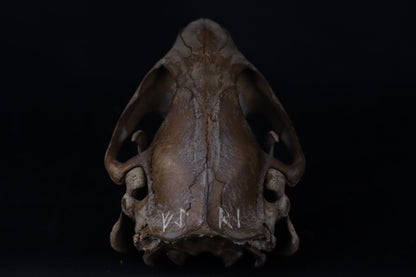 Fyri Stained Beaver Skull