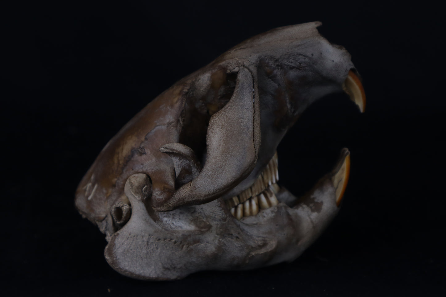 Fyri Stained Beaver Skull